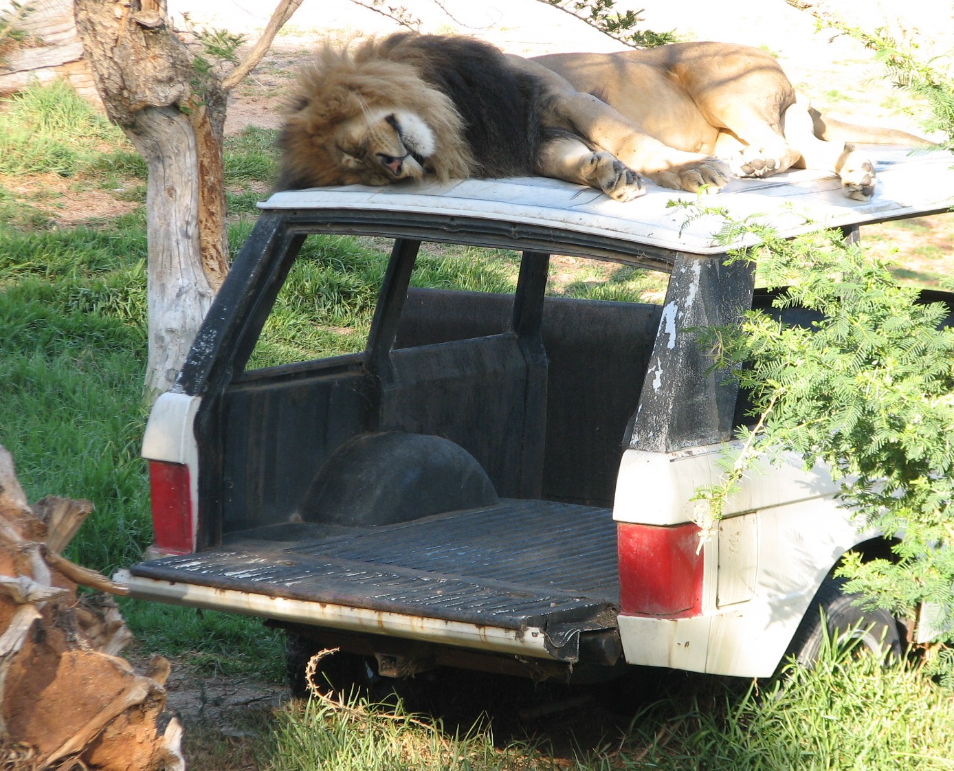 Lion Camp - African Lion on Vehicle