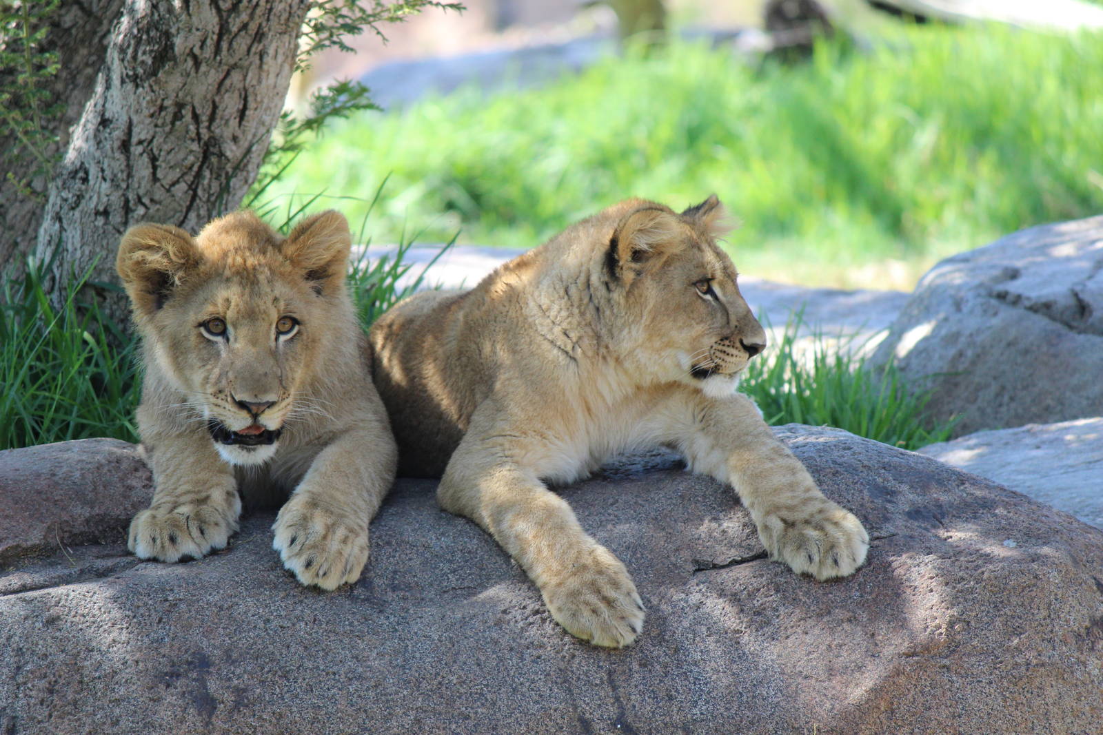 Lion Camp - Lion Cubs