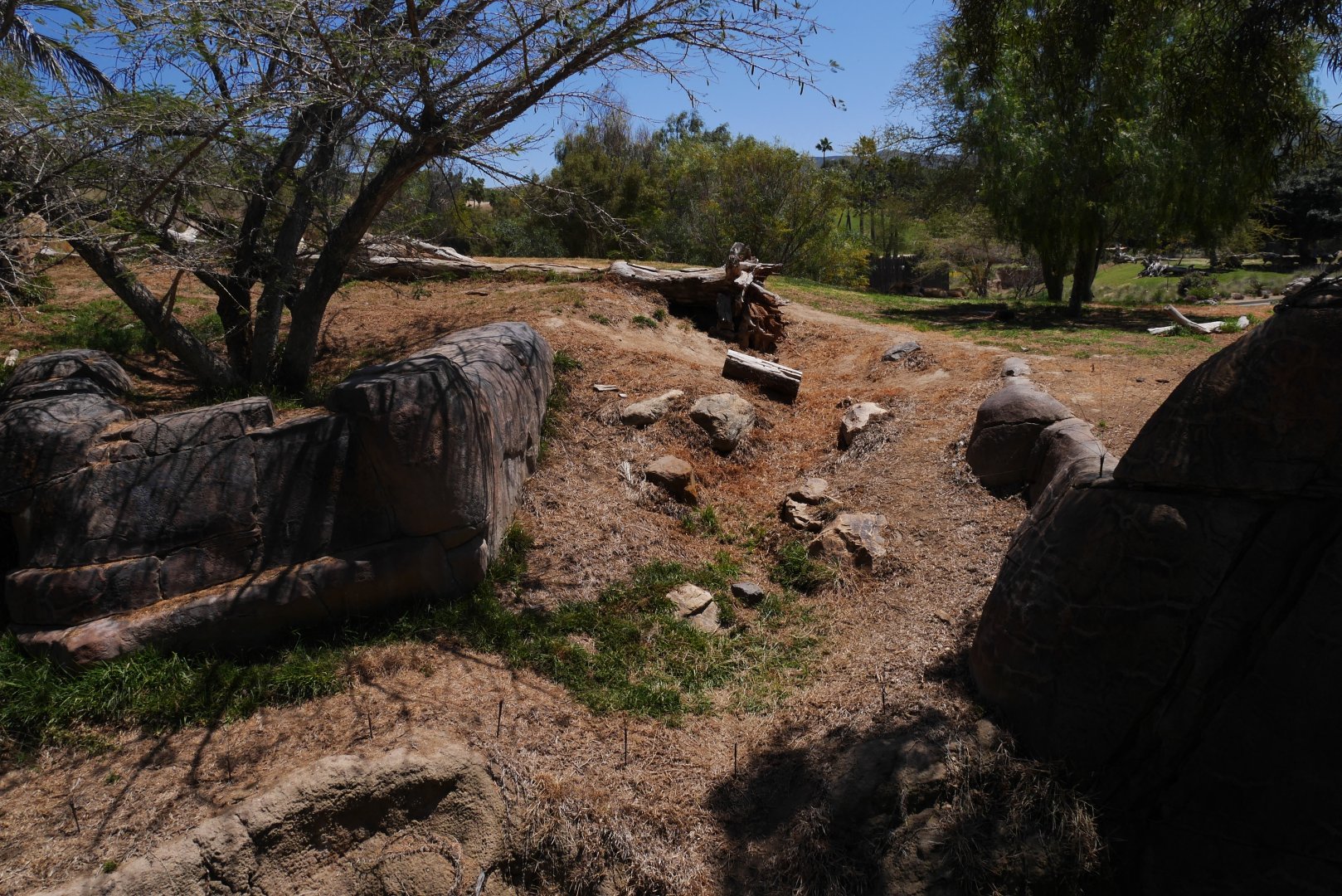 Lion Camp - My First US Zoo Trip