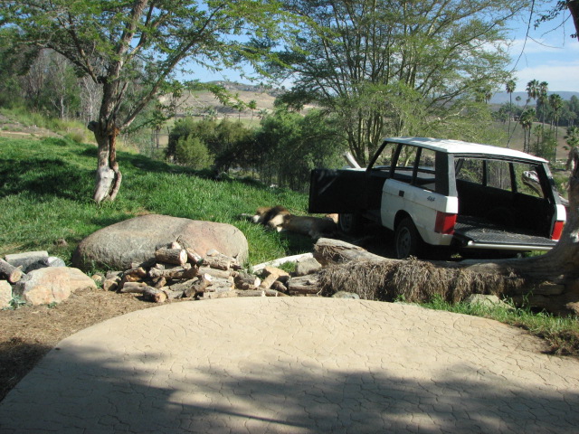 Lion Camp - South African Lion