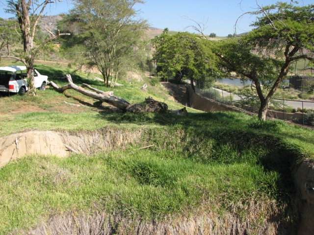Lion Camp - South African Lion