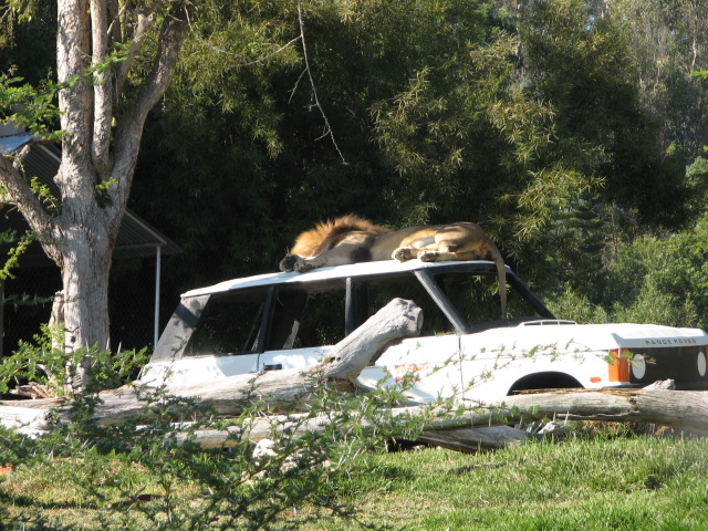 Lion Camp - South African Lion