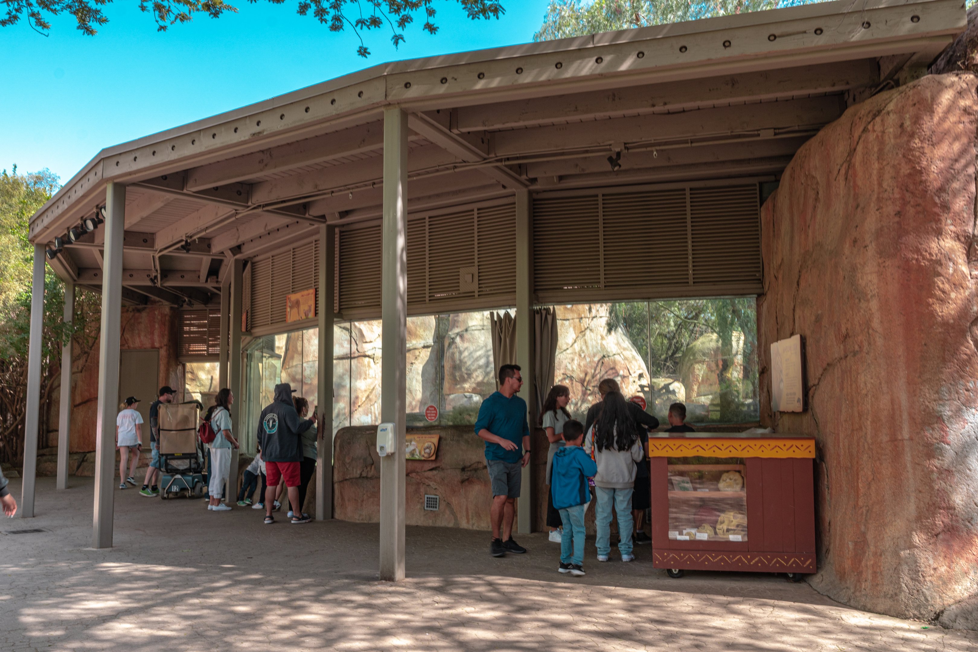 Lion Camp viewing window