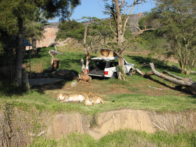 Lion Camp