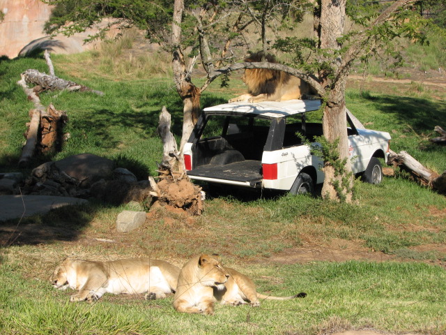Lion Camp