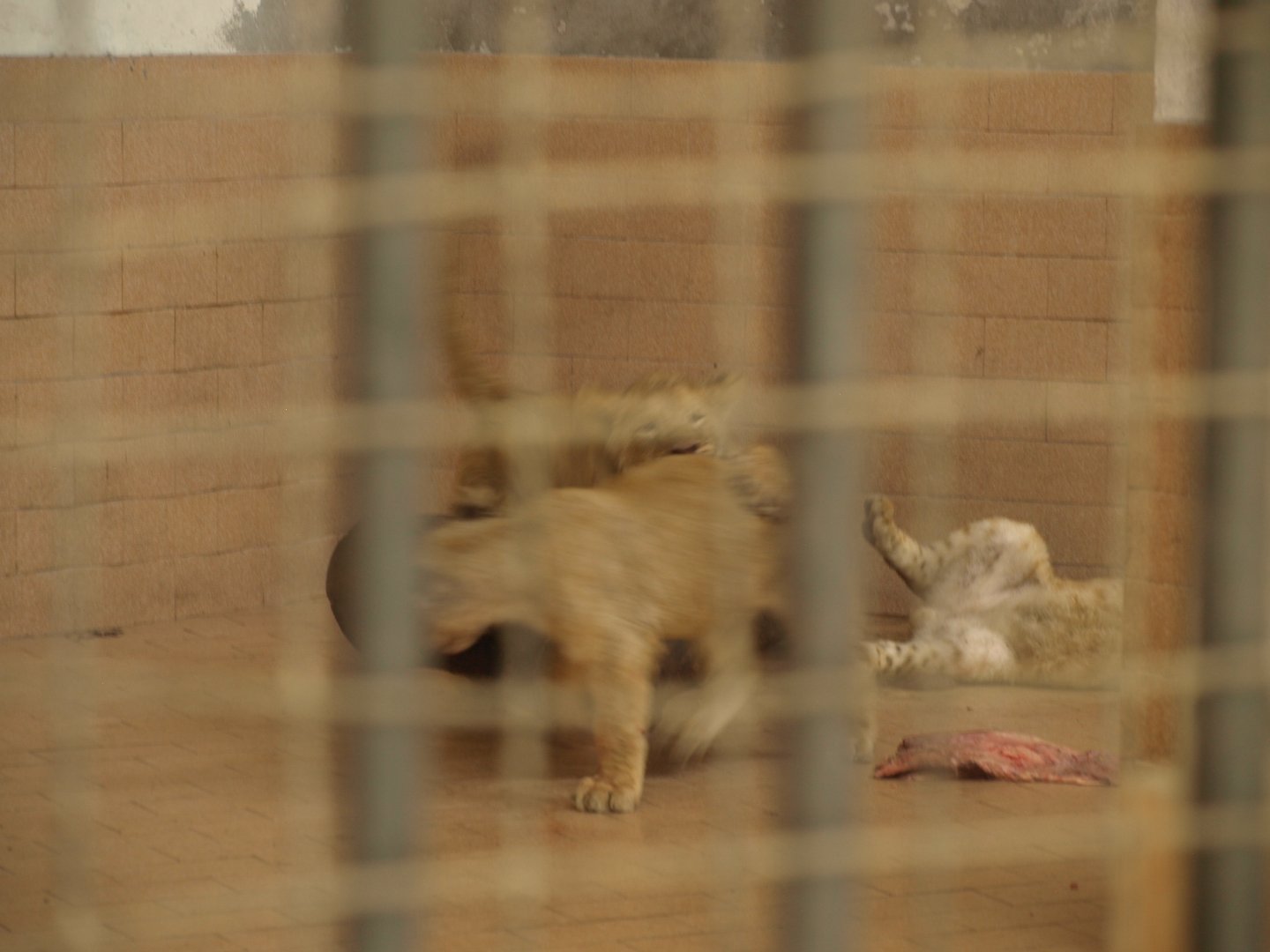 Lion clubs playing - Lahore zoo 8/4/2017