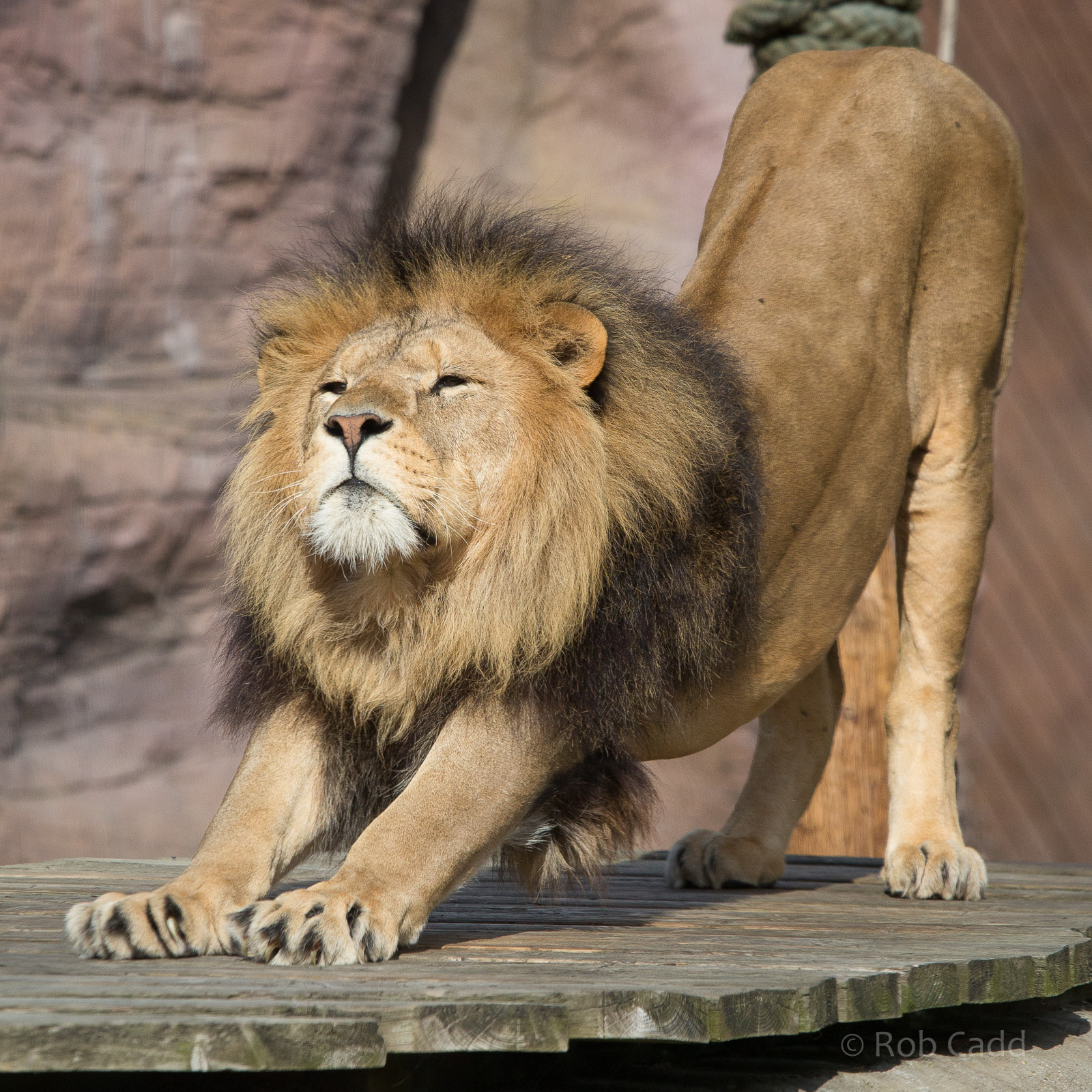 Lion : Colchester : 22 Aug 2014