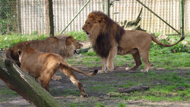 Lion conflict (April 19th, 2015)