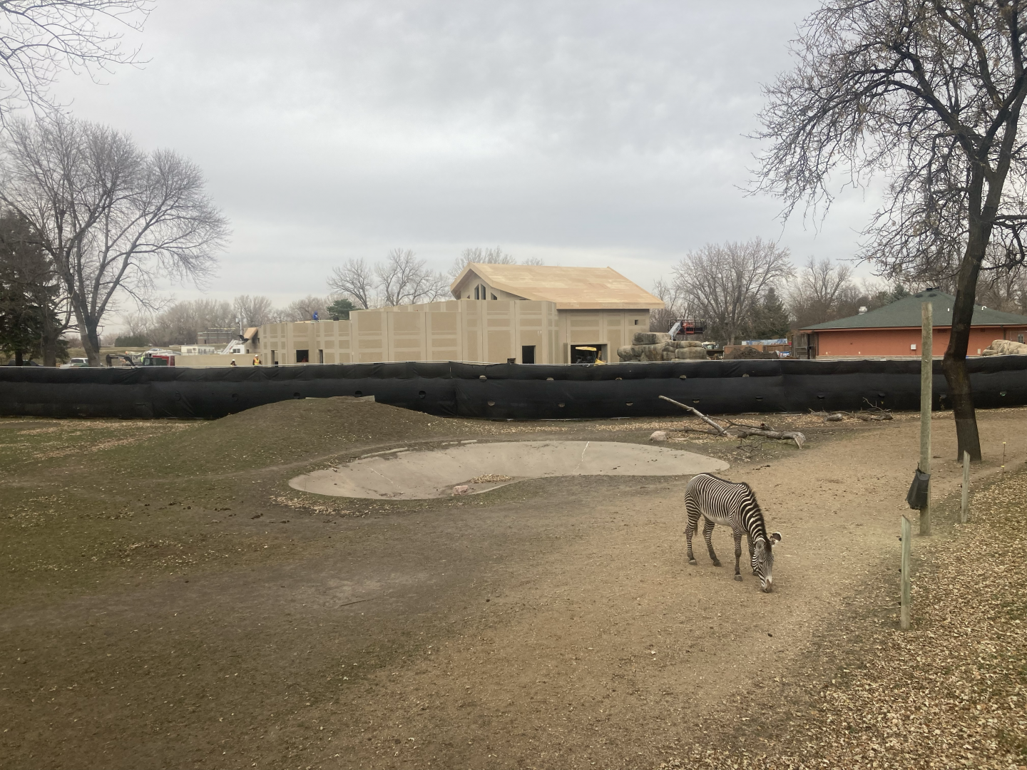 Lion Construction - Nov. 2023 (Savannah Exhibit)