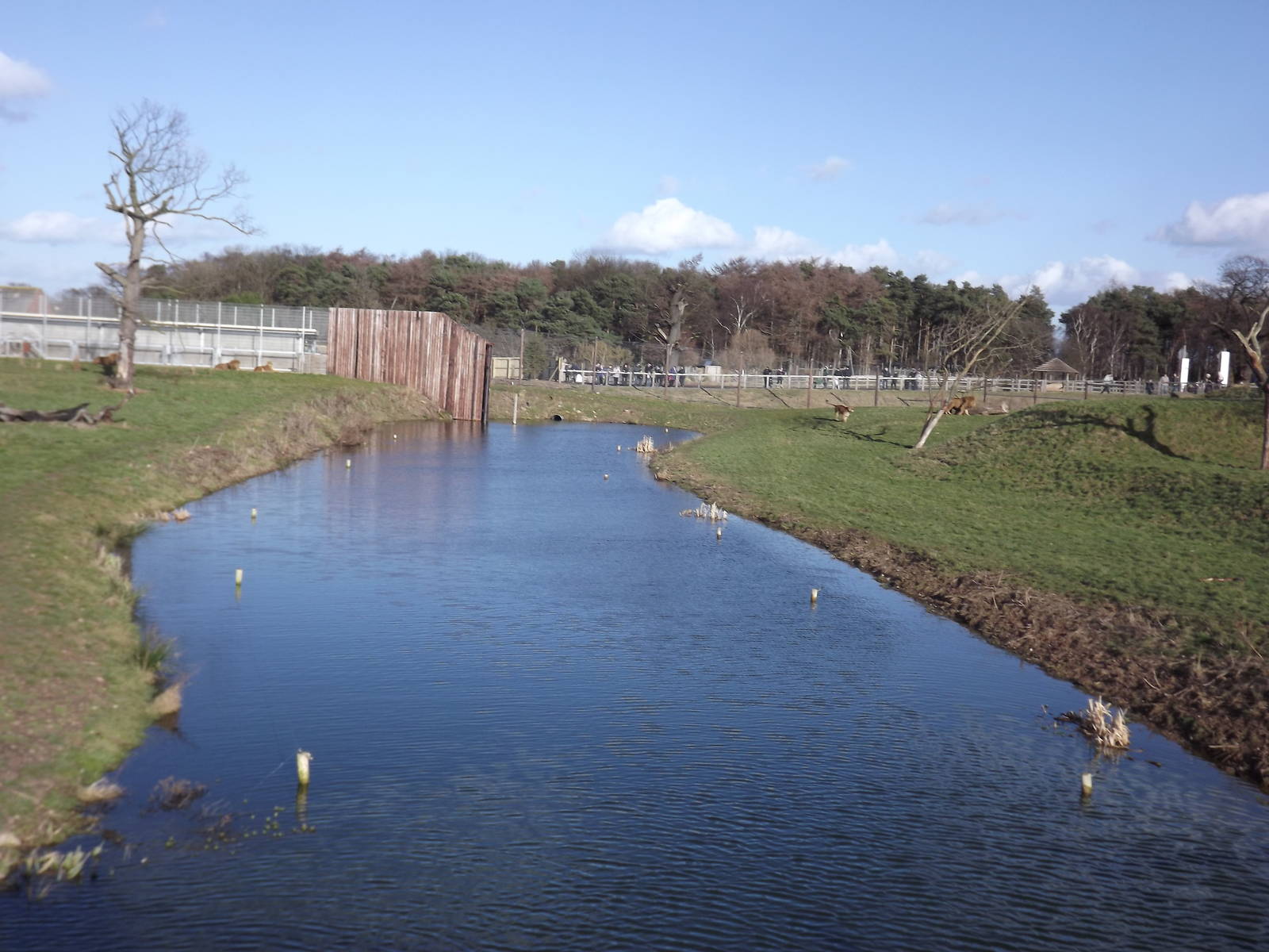 Lion Country at Yorkshire Wildlife Park 18/02/12