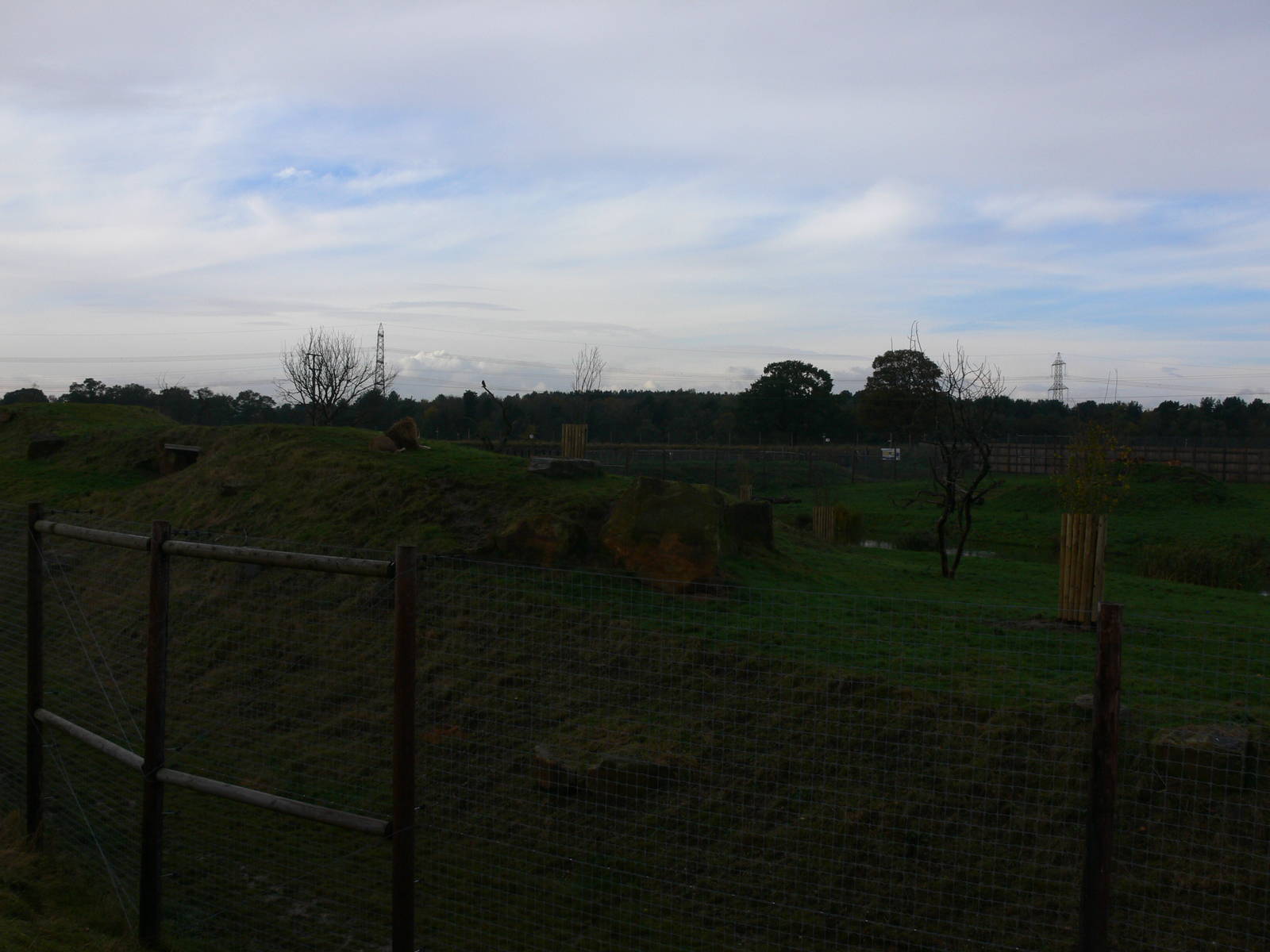 Lion Country at Yorkshire WP 01/11/12