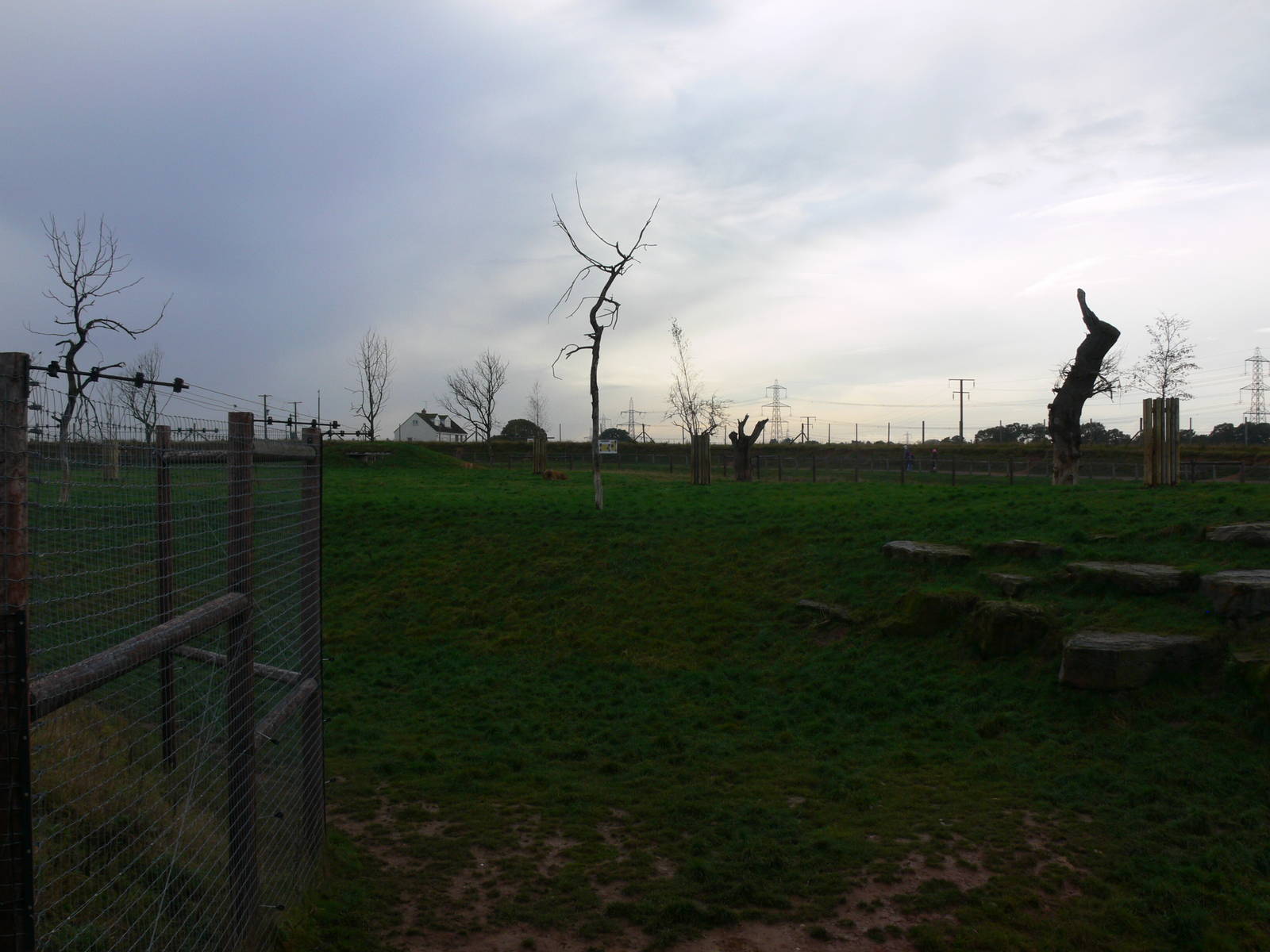 Lion Country at Yorkshire WP 01/11/12