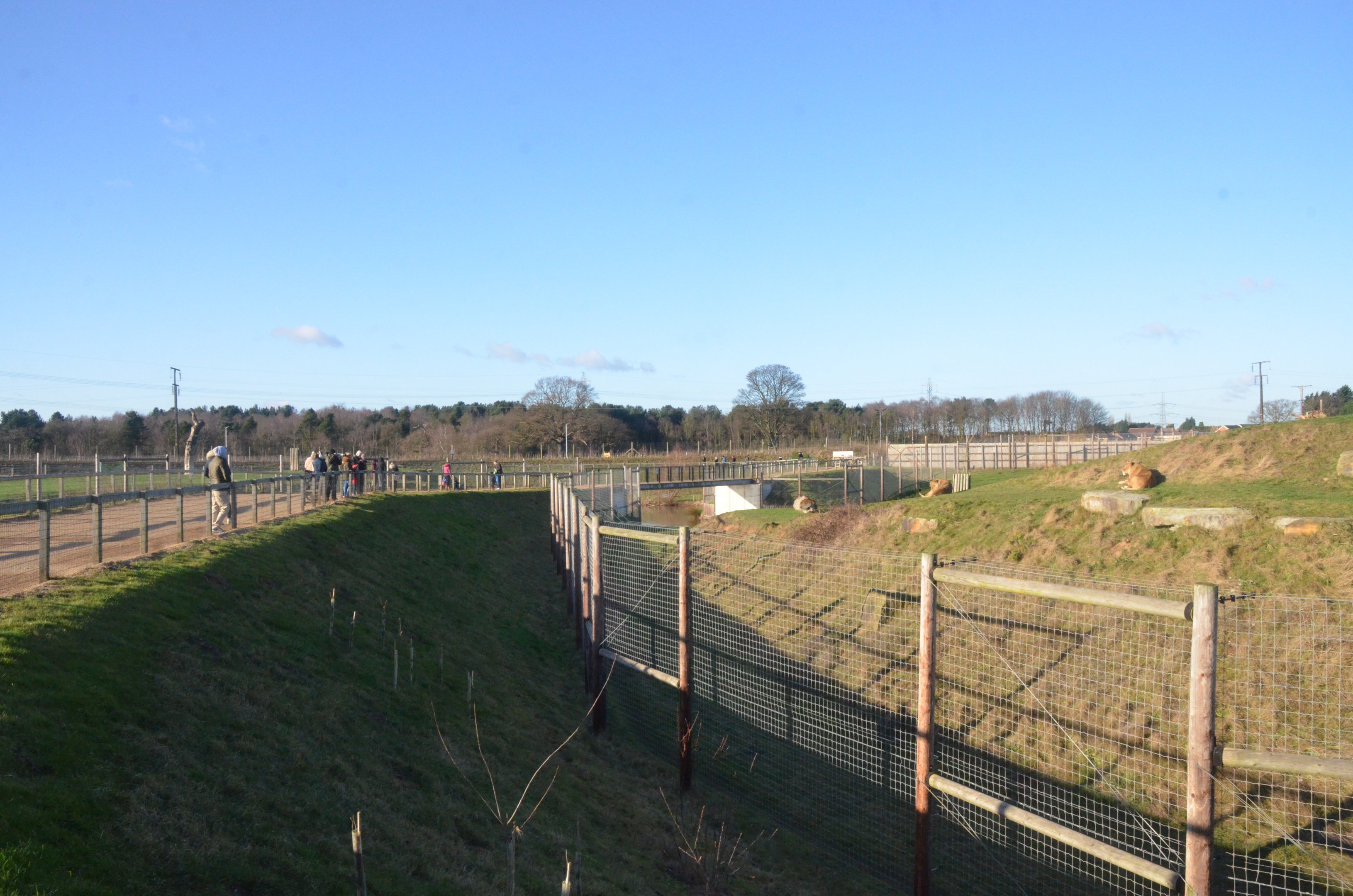 Lion Country at Yorkshire WP, 14/01/17