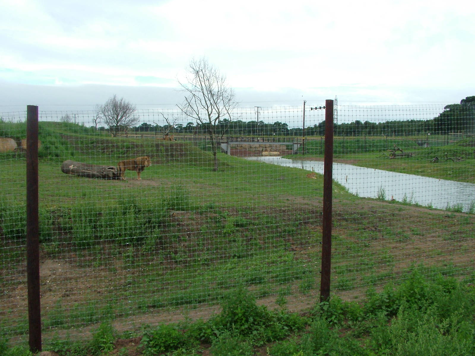 Lion Country at Yorkshire WP, 18/07/10