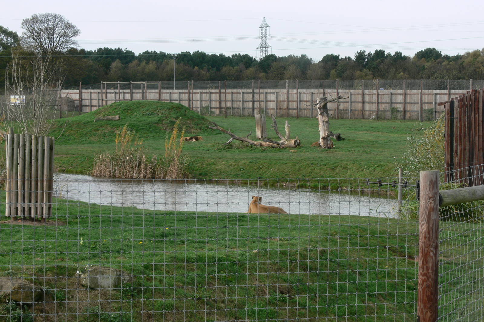 Lion Country at Yorkshire WP, 28/10/14