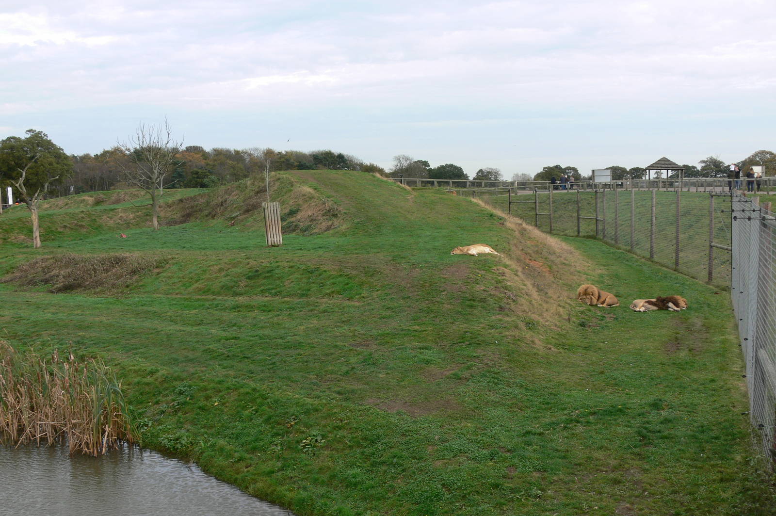 Lion Country at Yorkshire WP, 28/10/14