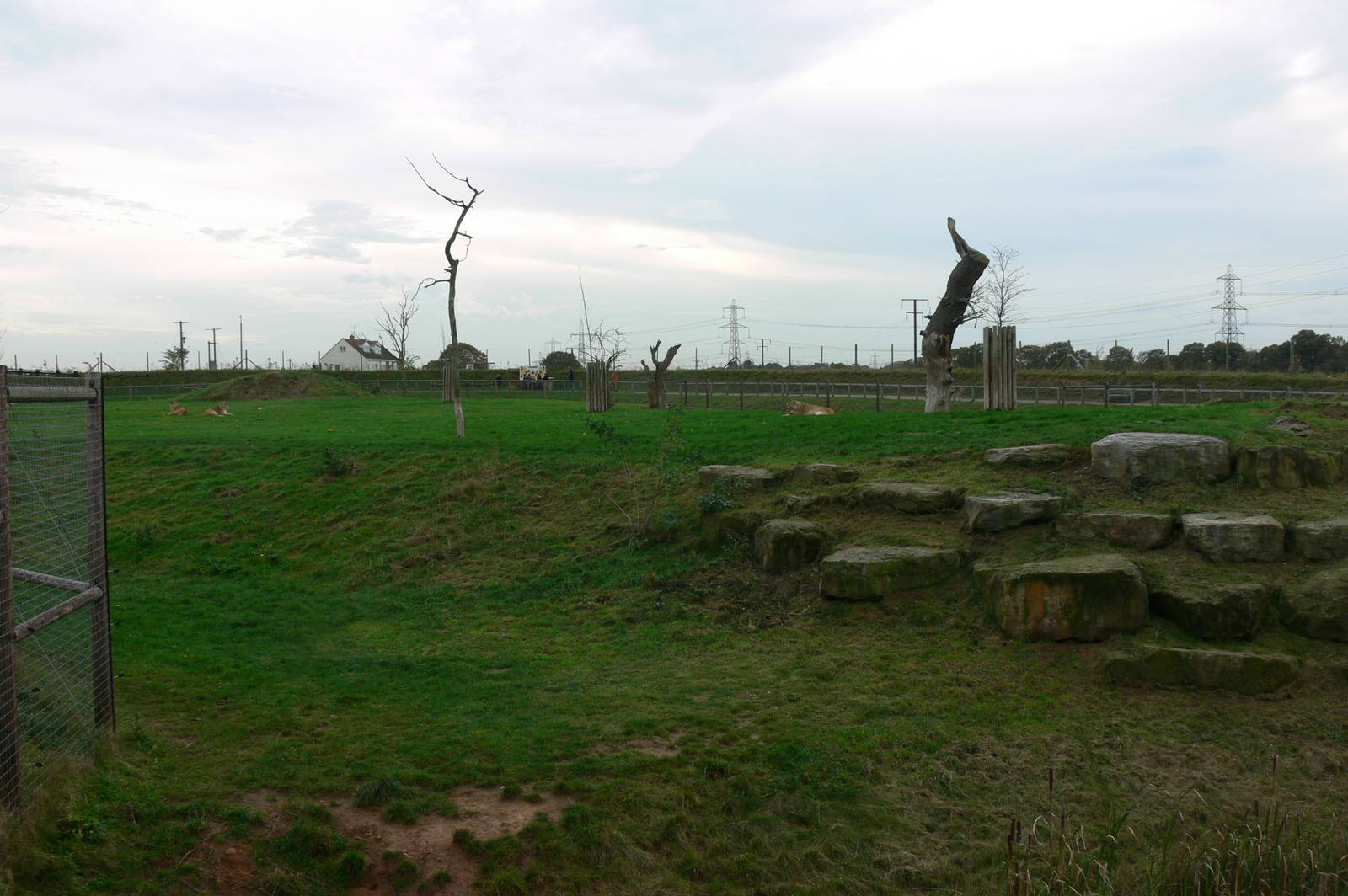 Lion Country at Yorkshire WP, 28/10/14