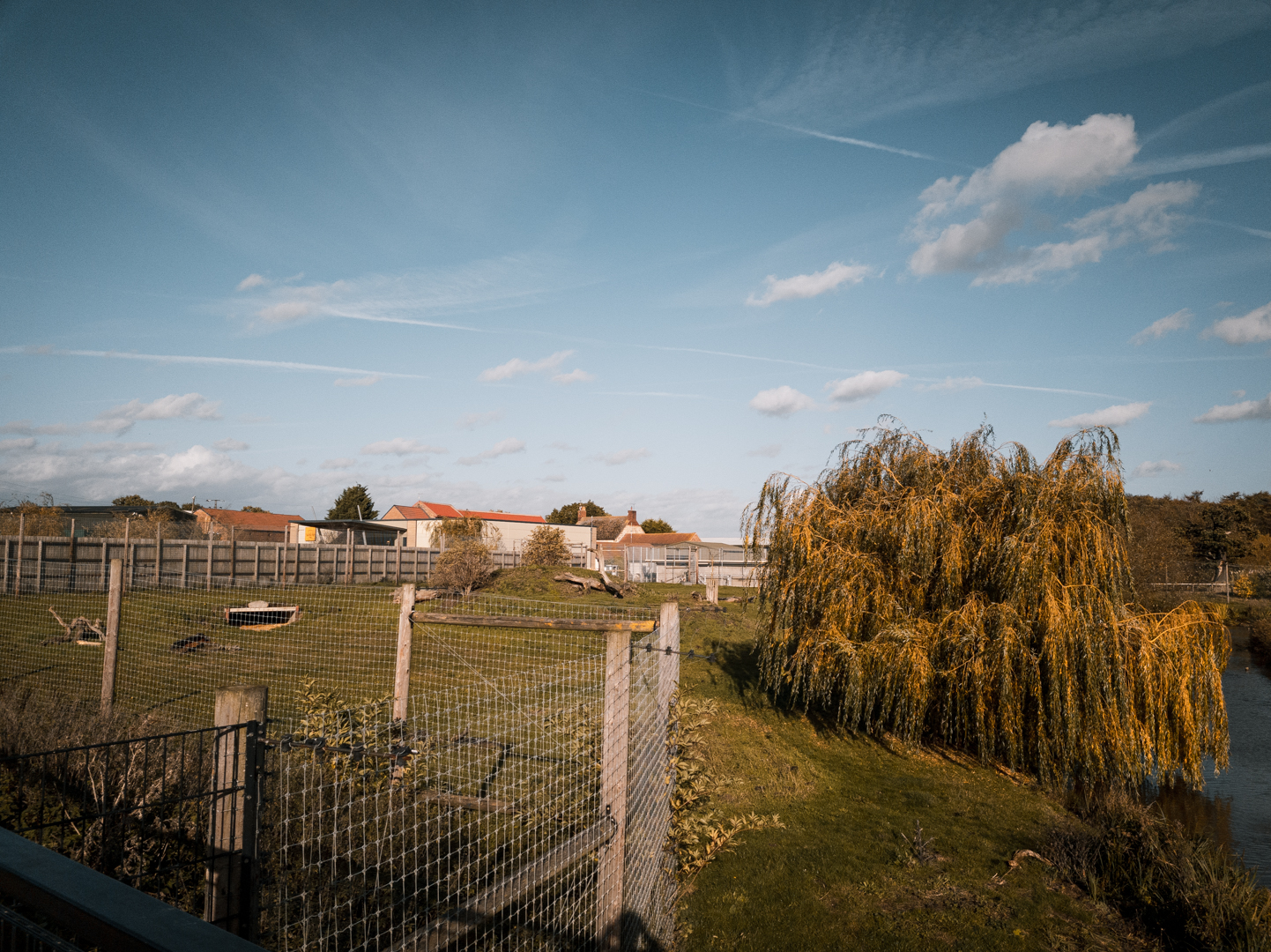 Lion Country Part II