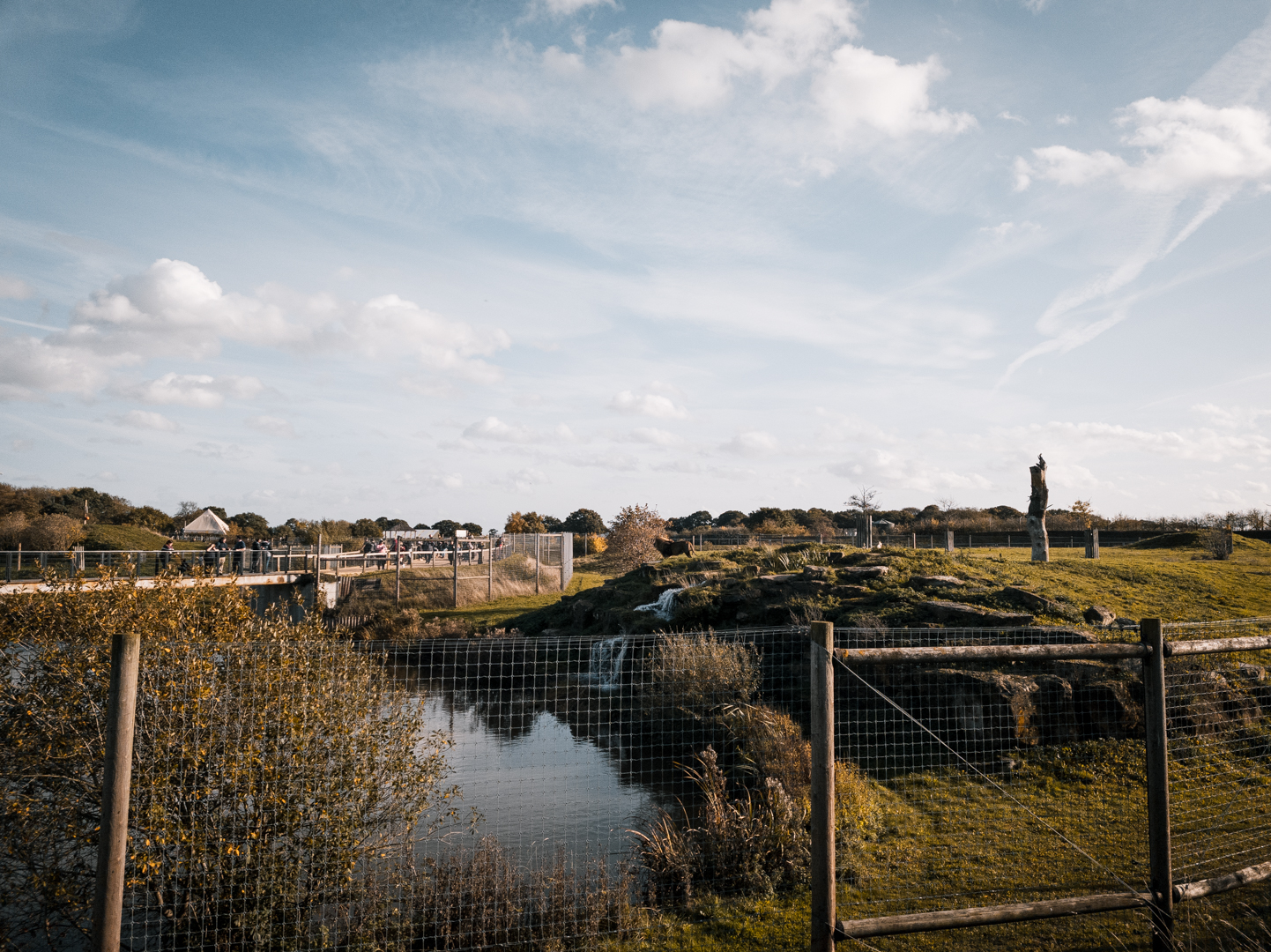 Lion Country Part III