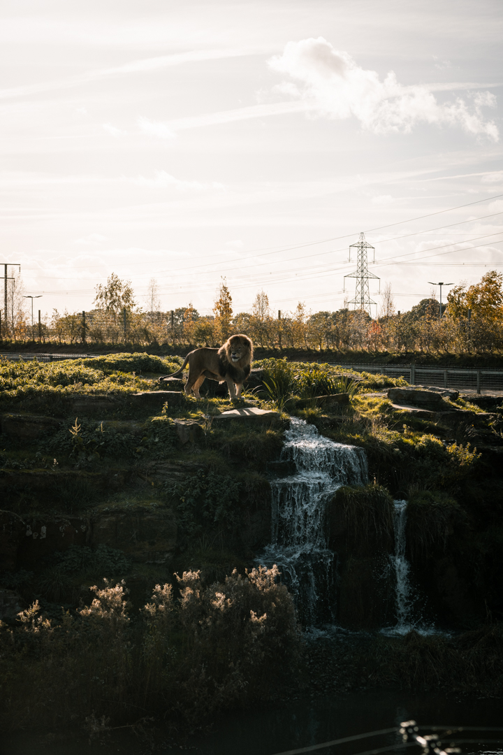 Lion Country Part III