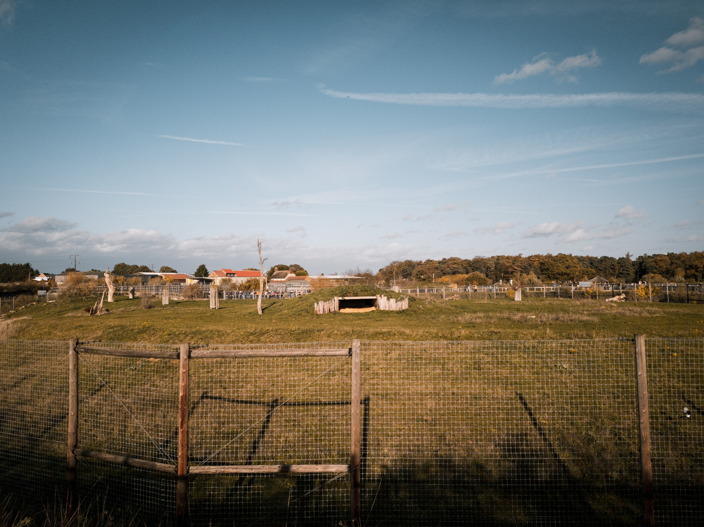 Lion Country Part III