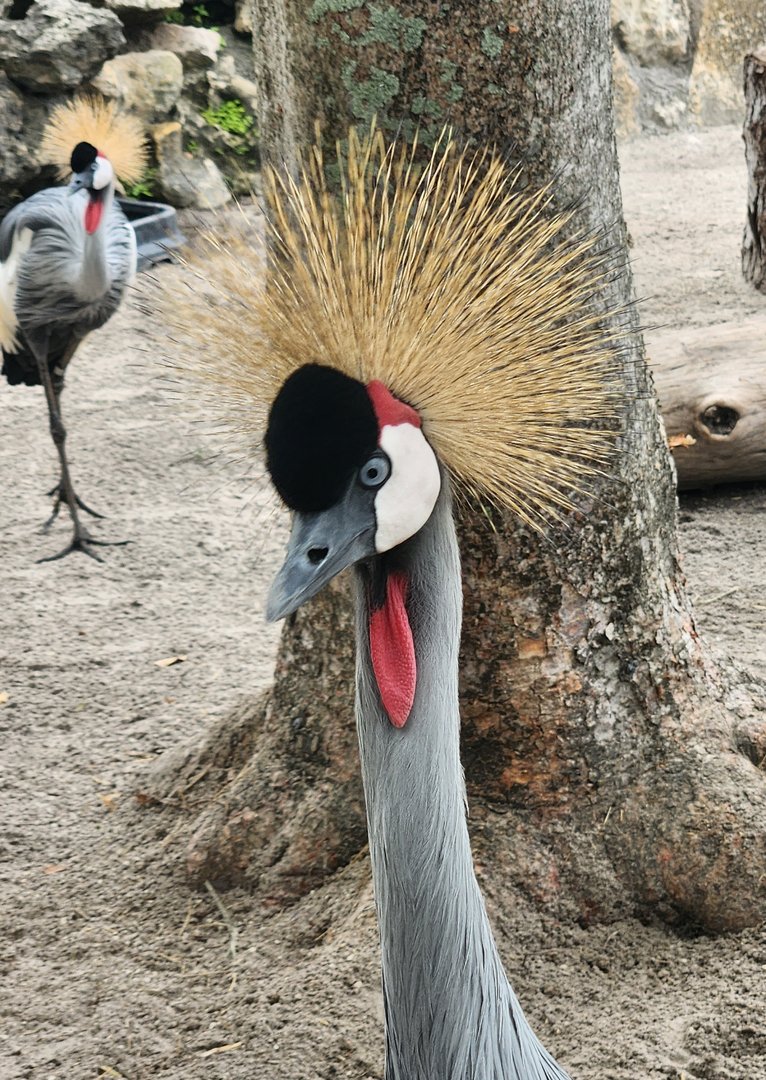 Lion Country Safari (2023) - Gray Crowned Crane