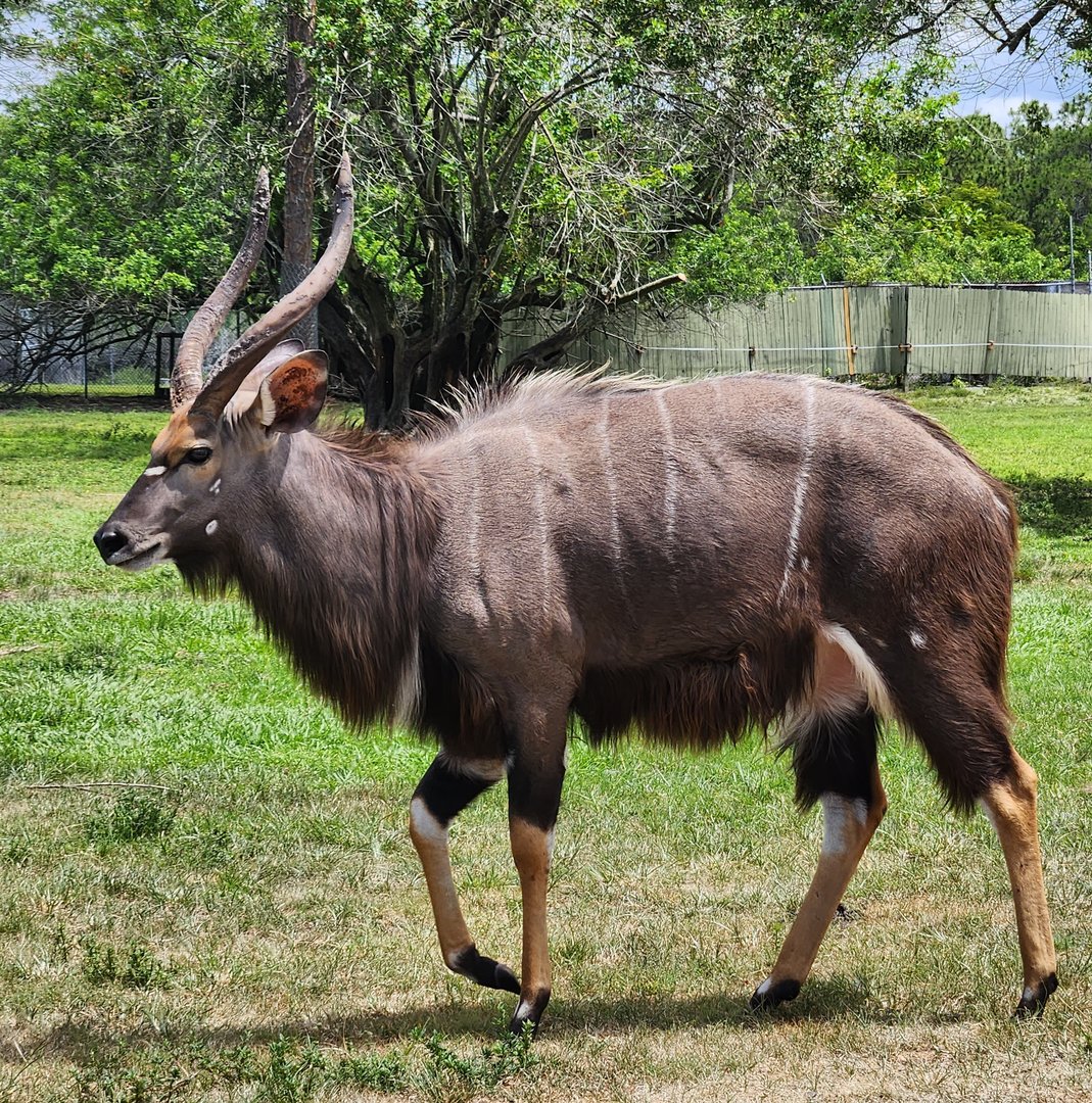 Lion Country Safari (2023) - Nyala