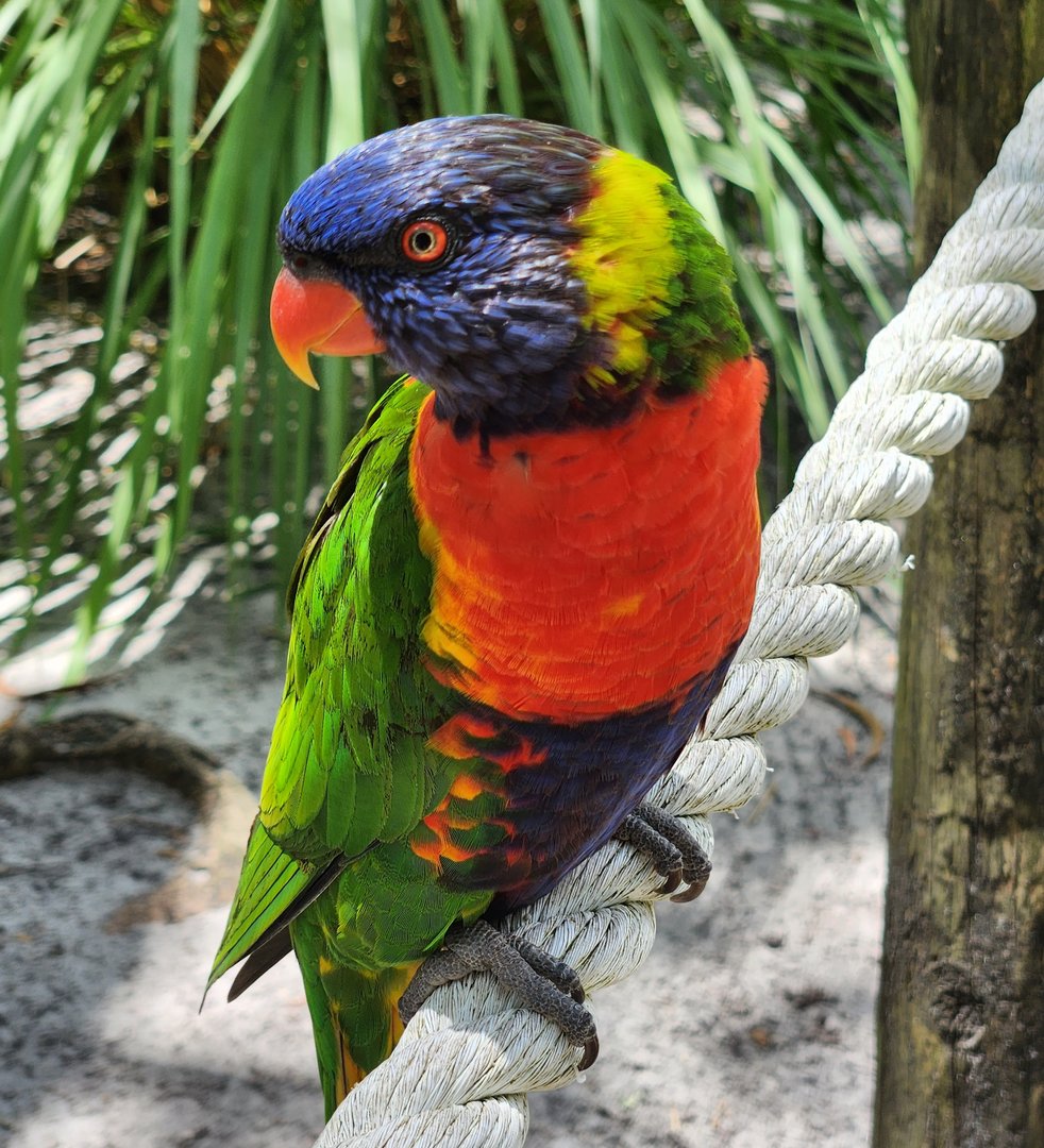 Lion Country Safari (2023) - Rainbow Lorikeet