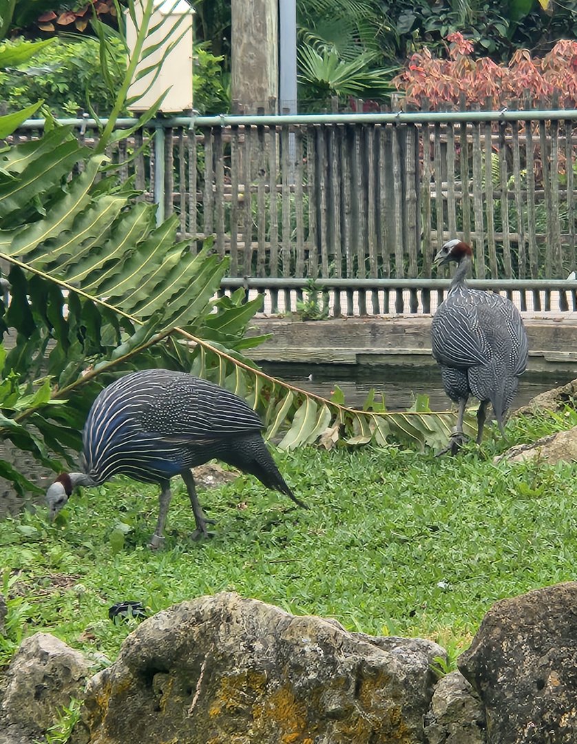 Lion Country Safari (2023) - Vulturine Guineafowl