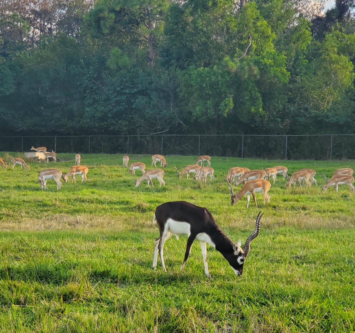 Lion Country Safari, Loxahatchee FL (2021) - Blackbuck herd