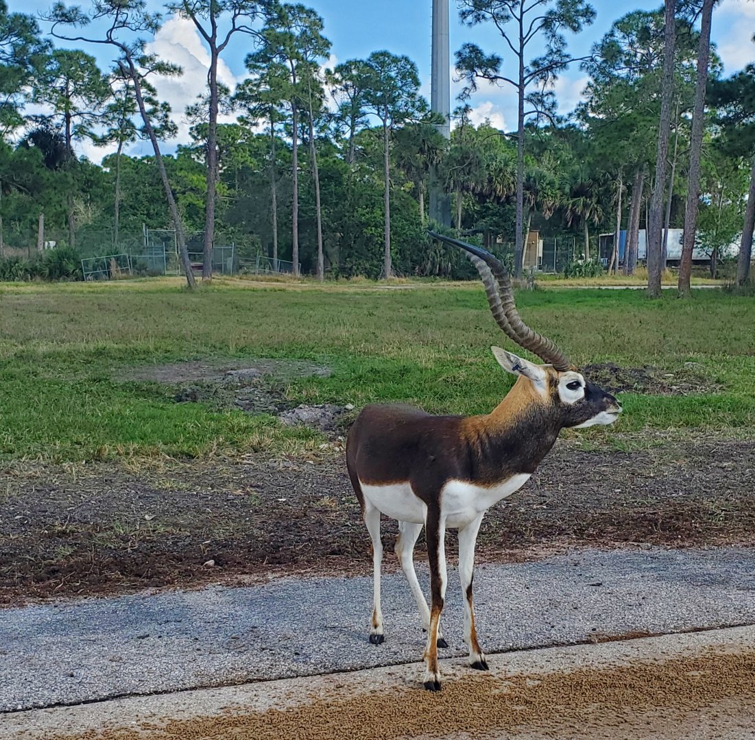 Lion Country Safari, Loxahatchee FL (2021) - Blackbuck