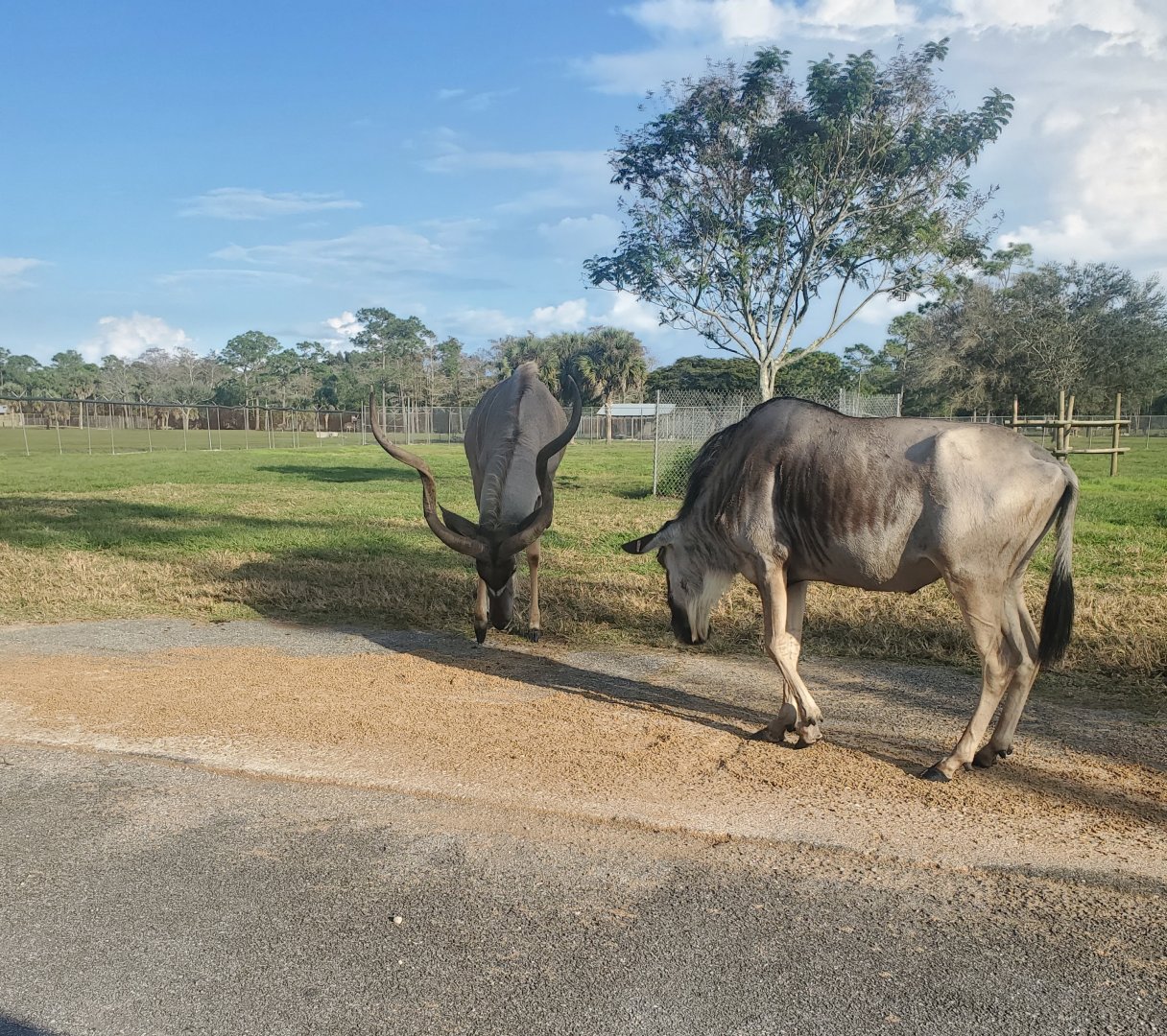 Lion Country Safari, Loxahatchee FL (2021) - Blue Wildebeest and Greater Kudu
