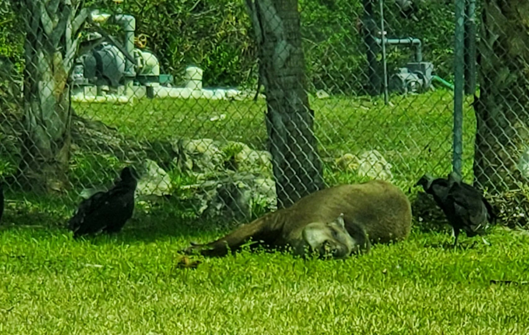 Lion Country Safari, Loxahatchee FL (2021) - Brazilian Tapir