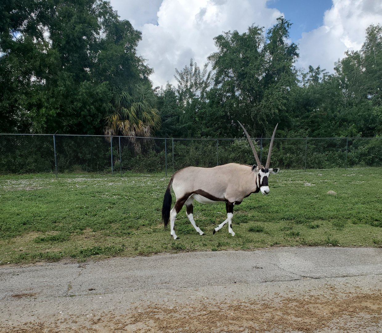 Lion Country Safari, Loxahatchee FL (2021) - Gemsbok