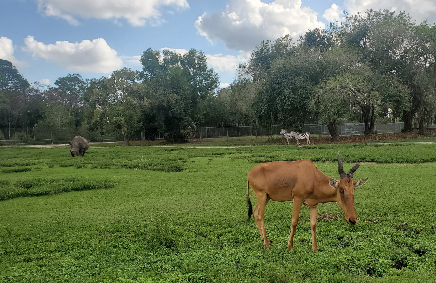 Lion Country Safari, Loxahatchee FL (2021) - Hartebeest