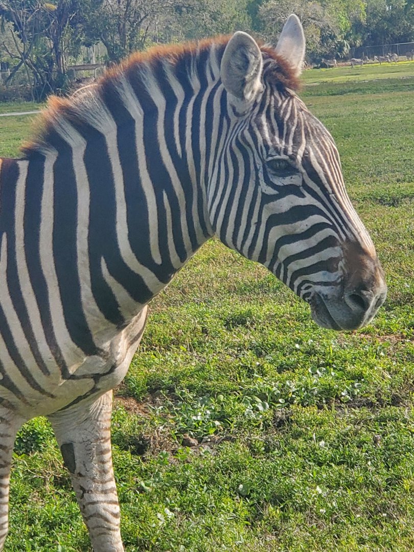 Lion Country Safari, Loxahatchee FL (2021) - Plains Zebra
