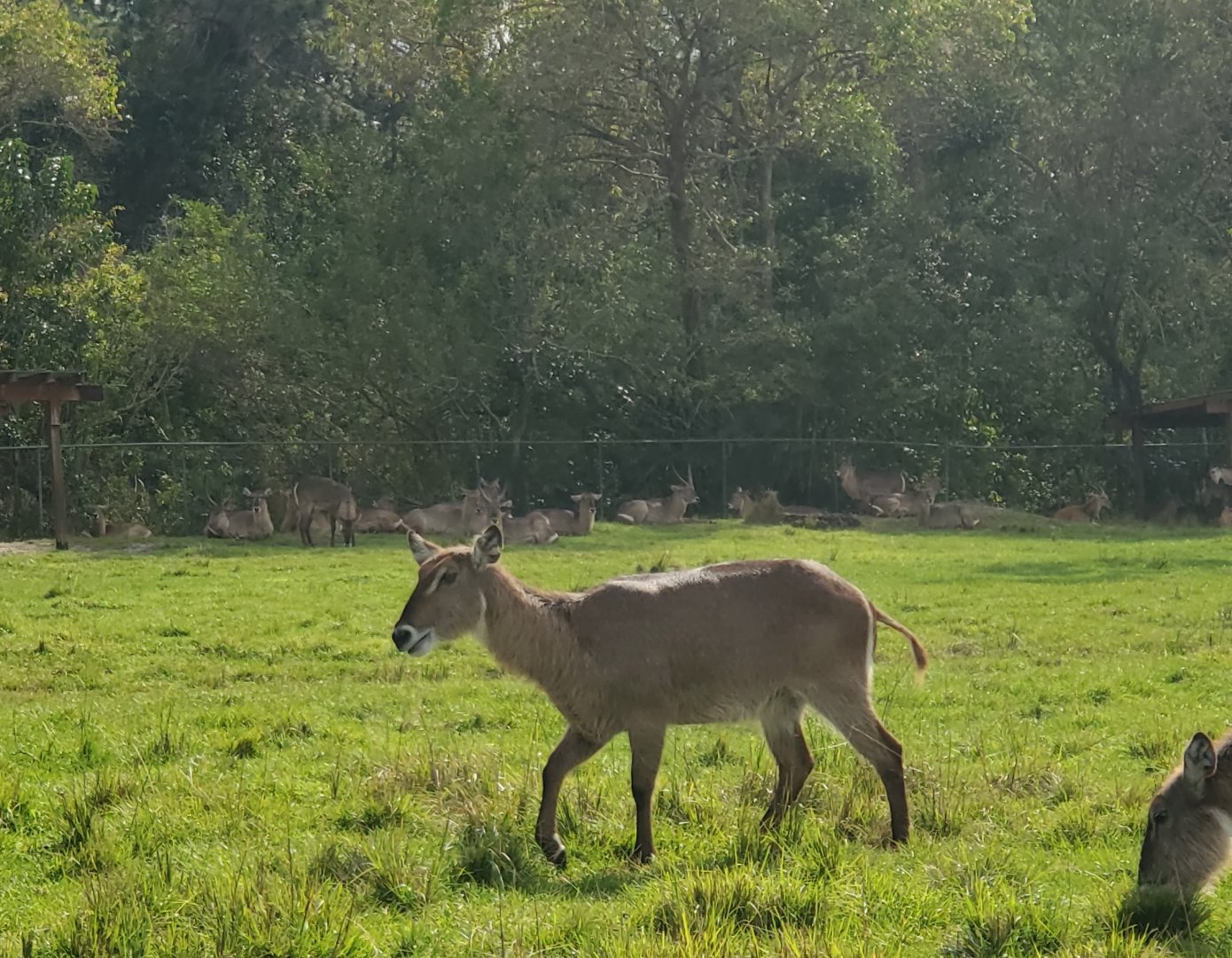 Lion Country Safari, Loxahatchee FL (2021) - Waterbuck