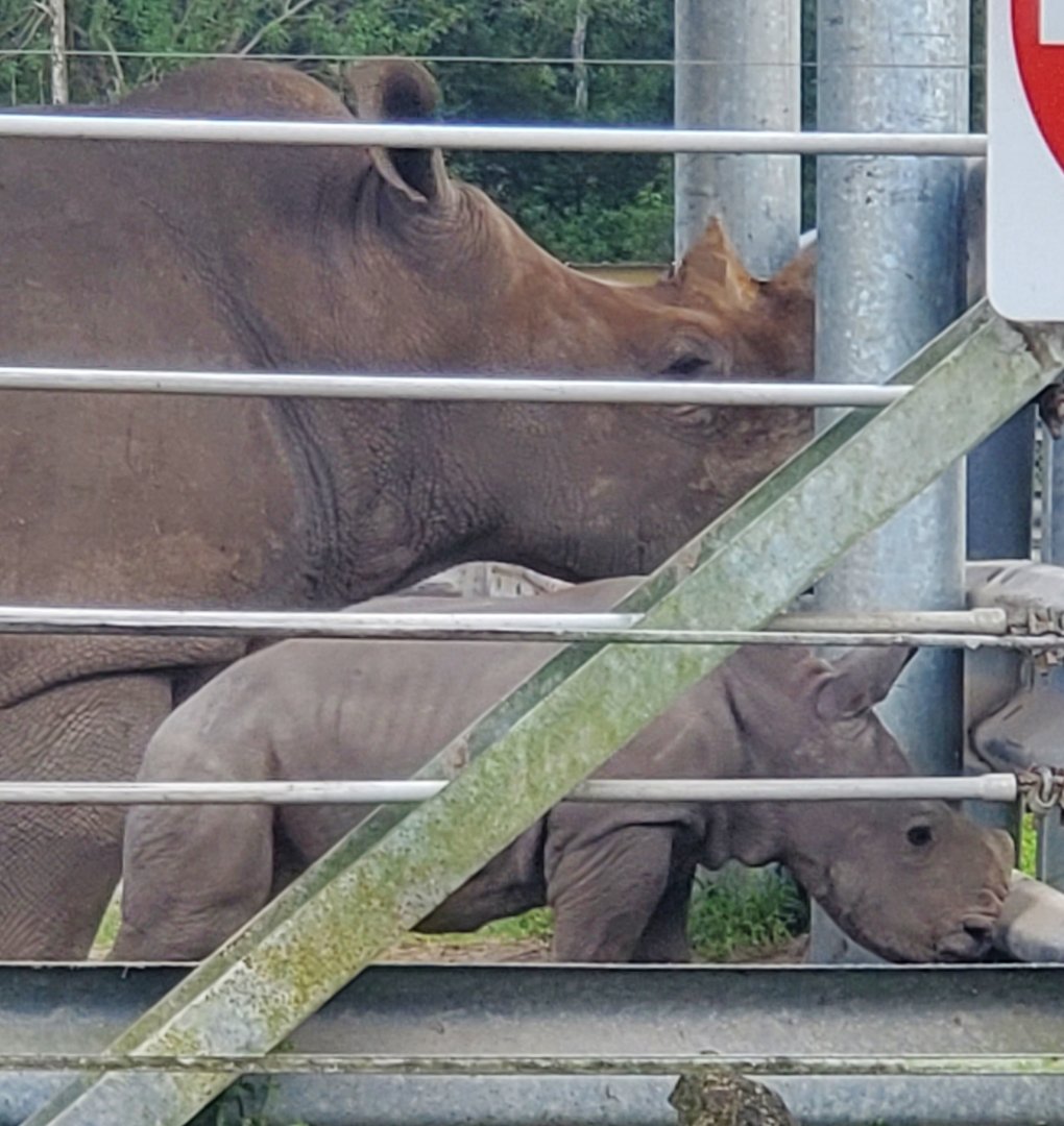 Lion Country Safari, Loxahatchee FL (2021) - White Rhinoceros Calf
