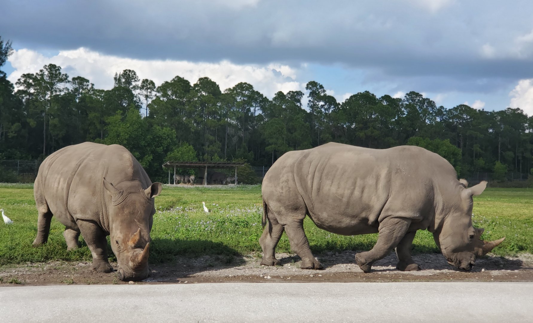 Lion Country Safari, Loxahatchee FL (2021) - White Rhinoceros