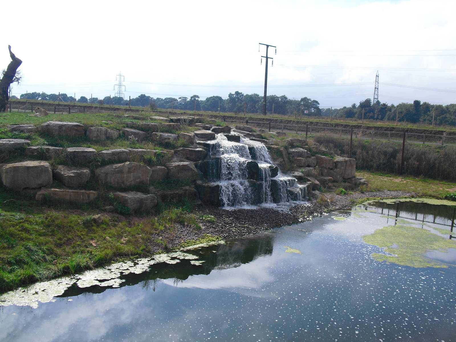 Lion Country Waterfall - 06/09/2011
