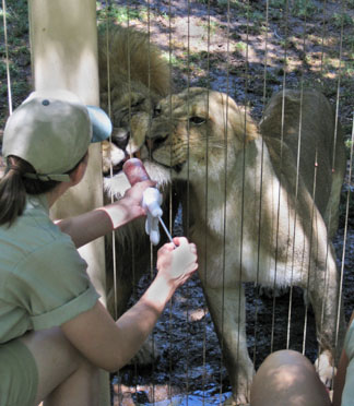 Lion - crazy from love