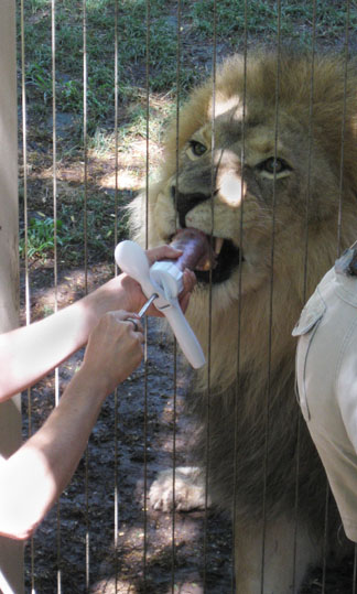 Lion - crazy from love