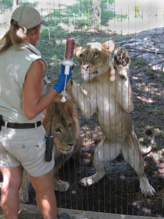 Lion - crazy from love