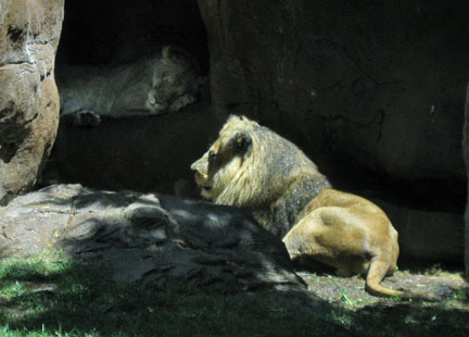 Lion - crazy from love