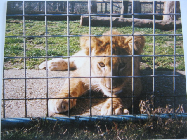 Lion cub 12/3/90.