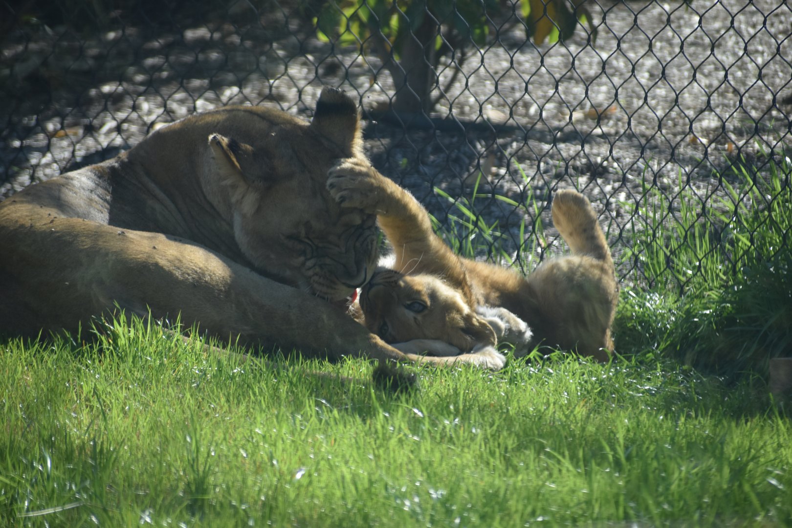 Lion Cub and Mother 2