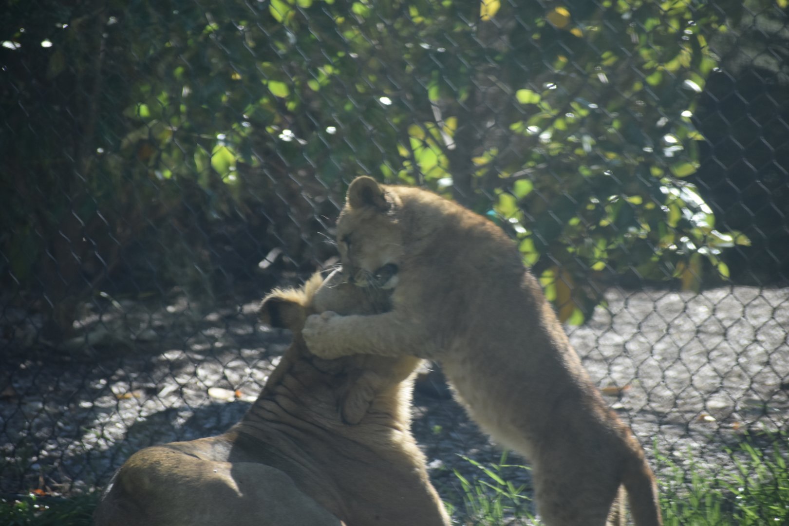 Lion Cub and Mother