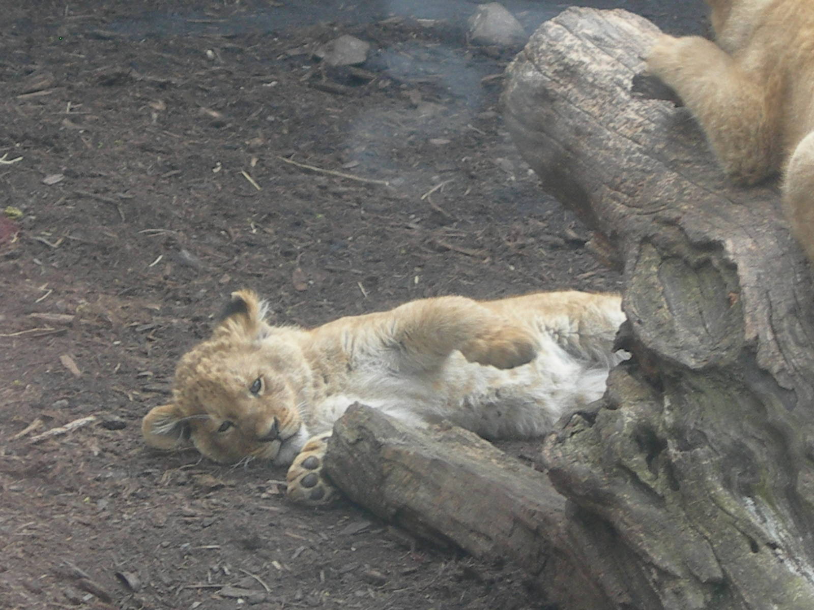 Lion cub at living treasures animal park Donegal,Pa