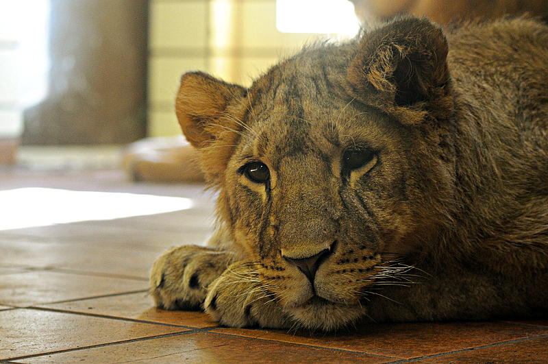Lion cub Bolek at Dortmund