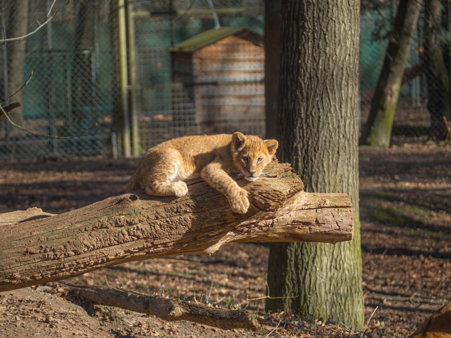 Lion Cub - Burgers Safari 2021